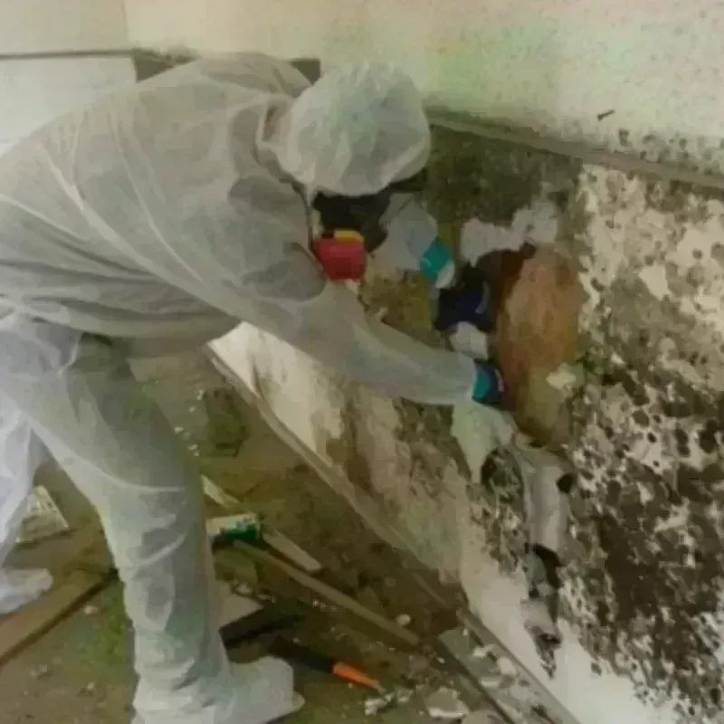 Mold Remediation and Removal in Parcelas Nuevas, PR